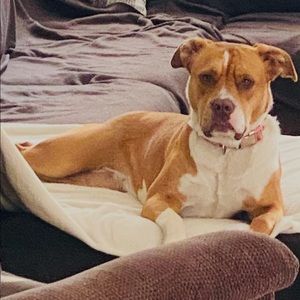 Meet your Posher, Chase